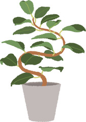 ゴムの木（フィカス）のイラスト