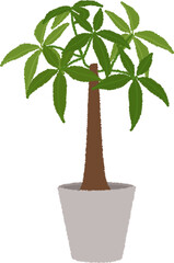 パキラのイラスト