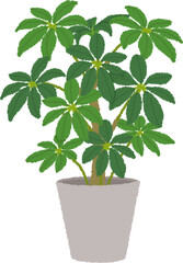 カポック（シェフレラ）のイラスト