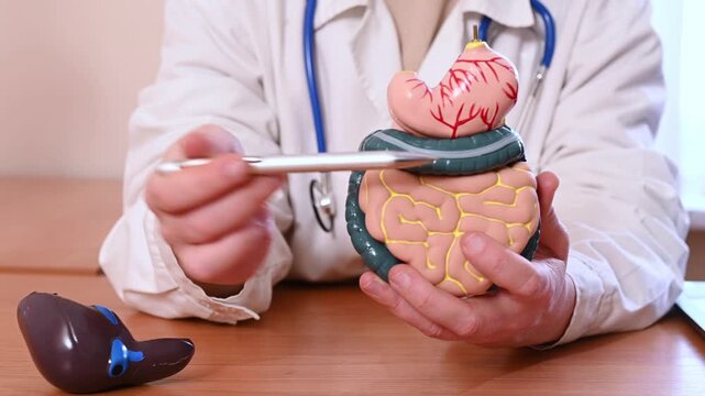 woman gastroenterologist holds anatomical model of gastrointestinal tract, including intestines, gallbladder, and stomach and explains structure of internal organs to patient. Stomach ulcers, cancer, 