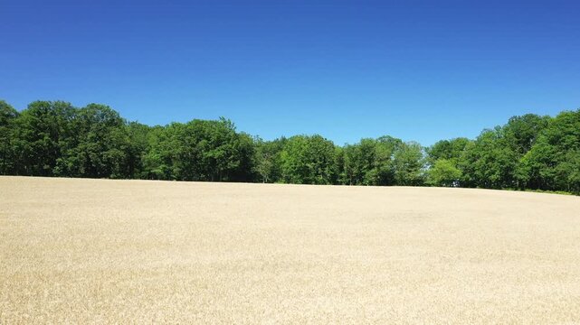 Wide view of a golden wheat field bordered by lush green trees under a clear blue sky in the Nivernais countryside of France.