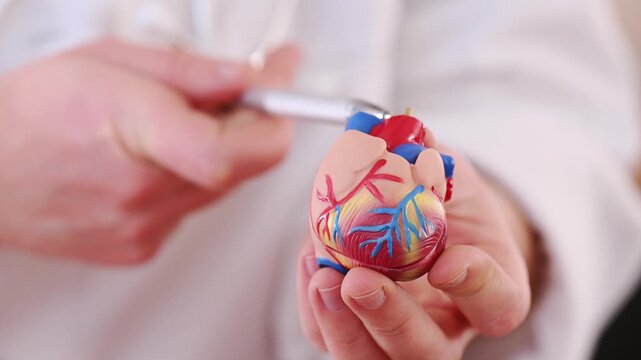 Female hand points to an artificial heart in an anatomical model of the human body. Concept of cardiovascular disease, cardiologist, treatment of myocardial infarction and heart failure. closeup