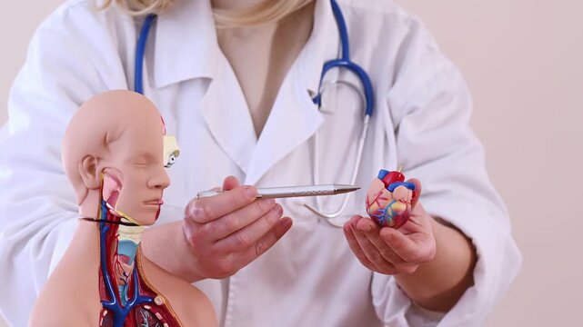 Female hand points to artificial heart in an anatomical model of the human body. Concept of cardiovascular disease, cardiologist, treatment of myocardial infarction and heart failure. near mannequin