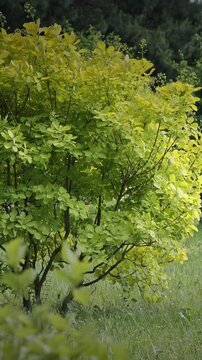 Cotinus coggigria. impressive bush displaying bright green leaves in harmony. European Smoketree, Eurasian Smoketree, Smoke Tree, Smoke Bush, Venice Sumach, Or Dyer's Sumach Is A Species Of Flowering