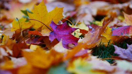 Colorful Autumn Leaves on the Ground