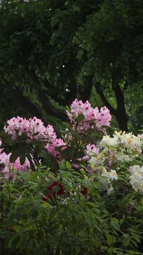 Charming Pink and White Flowers Amidst Green Foliage