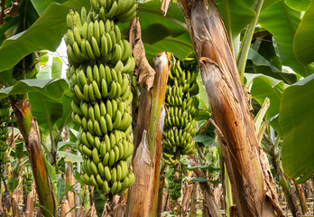 Large Green Banana Bunches Growing on Trees  © Aysu