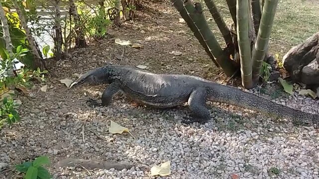 A large Asian monitor lizard crawls along the soil towards the river, looks around and sticks out its tongue.