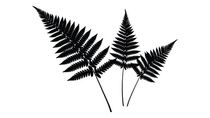 Black silhouette of three fern leaves on white background isolated on white background, Vector © MDRaisul