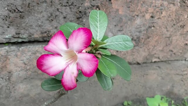 A slightly angled perspective of a desert rose flower showcases its symmetrical petals and glossy green leaves. The natural stone background adds depth and texture, emphasizing the flower&rsquo;s bright col
