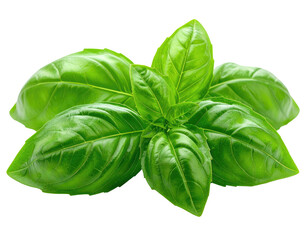 Fototapeta premium Fresh green herb leaves, glossy and vibrant, isolated on black background