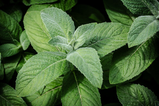 Close-up plants of green mint on the garden bed.