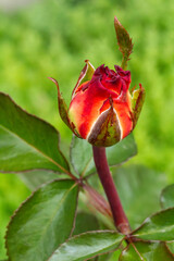 Rose bud on stems with leaves in the garden.