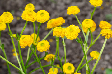 Obraz premium Persian buttercup or Ranunculus asiaticus with yellow flowers.