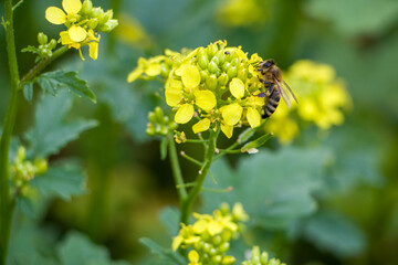 Honey bee collects pollen on a rapeseed flower. Bee collects nectar. Rapeseed flowers. © Iryna