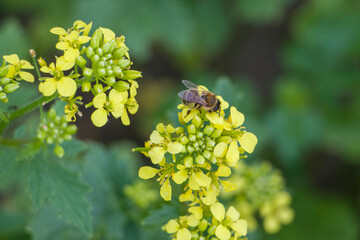 Honey bee collects pollen on a rapeseed flower. Bee collects nectar. Rapeseed flowers. © Iryna