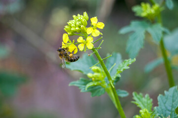 Honey bee collects pollen on a rapeseed flower. Bee collects nectar. Rapeseed flowers. © Iryna