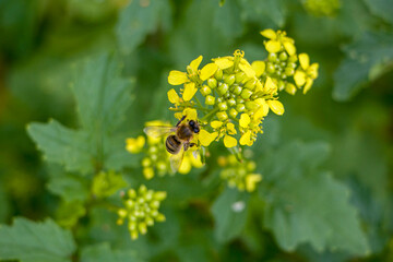 Honey bee collects pollen on a rapeseed flower. Bee collects nectar. Rapeseed flowers. © Iryna