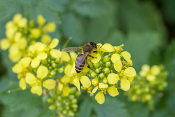 Honey bee collects pollen on a rapeseed flower. Bee collects nectar. Rapeseed flowers. © Iryna