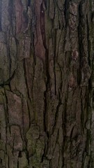 Fototapeta premium Tree Bark Texture Background Close Up Natural Wood Pattern Vertical Surface