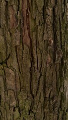 Tree Bark Texture Background Close Up Natural Wood Pattern Vertical Surface