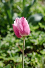 pink tulip on blurred background of green leaves