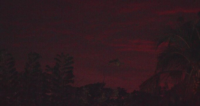 The Indian flying fox - Pteropus medius - the greater Indian fruit bat, is a species of flying fox native to the Indian subcontinent. It is one of the largest bats in the world. Dark silhouettes of