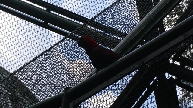 Red parrot perched on metal frame inside mesh aviary.