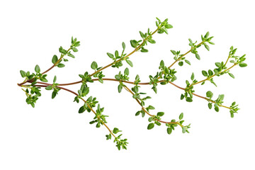 Green Fresh Sprigs Delicate Leafy Branches With Small Ovate Leaves On Black Background greenery foliage, Isolated On White, Png Transparent, Cut Out