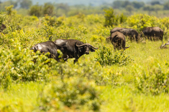 African buffalo herd grazing among green bushes and tall grass under warm sunlight with shallow depth of field and soft bokeh