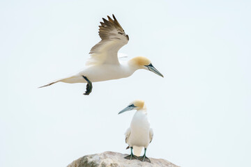 Fototapeta premium Northern gannet (Morus bassanus) in the wild