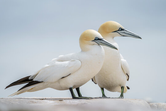 Northern gannet (Morus bassanus) in the wild