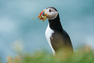 Fototapeta premium Atlantic puffin (Fratercula arctica) in the wild