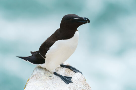 Razorbill, razor-billed auk, or lesser auk (Alca torda)