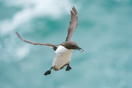 Common murre or common guillemot (Uria aalge)