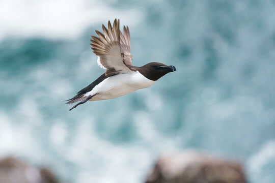 Razorbill, razor-billed auk, or lesser auk (Alca torda)
