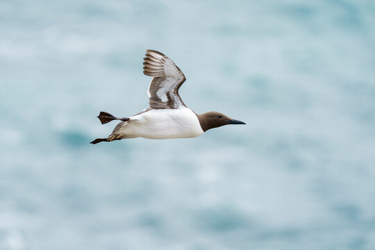 Common murre or common guillemot (Uria aalge)