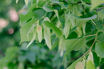 Fototapeta premium branch of a flowering Linden tree with the Latin name Tilia, flowers