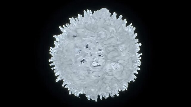 Delicate Macro Ice Crystal Formations on Solid Black Backdrop