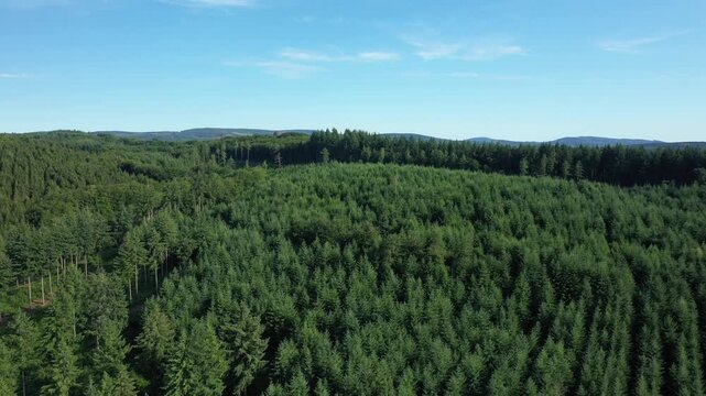 Aerial view of dense green pine forest under a clear blue sky in the Morvan region of France. Serene natural landscape with rolling hills and vibrant summer foliage.
