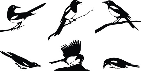 Obraz premium Magpie bird silhouette set, black and white perched and flying corvid vector illustration collection