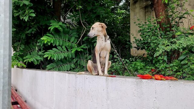 Closeup of Lonely beagle sitting on the compound eyes full of hunger longing for love and care