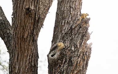 Baumhörnchen - Tree Squirrel im Busch vom Krüger National Park Südafrika © Natascha