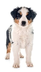 Fototapeta premium Adorable, full-body shot of a puppy standing on a white surface. The dog has a fluffy coat with multiple colors black, brown, and white. It stares directly at the viewer