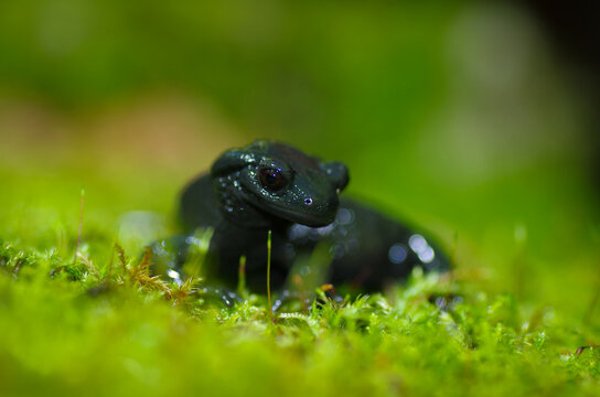 Portrait of a black Alpine salamander on green moss, Bavaria, Germany
