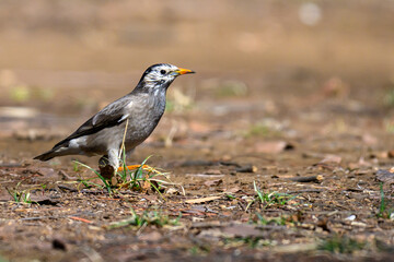 Obraz premium ムクドリ