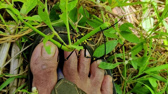 A close-up view of a yellow-and-black Nephila pilipes spider biting or resting on a man&rsquo;s fingers