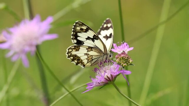 Marbled White Butterfly Resting on Purple Field Scabious Flower Close Up. Beautiful Melanargia Galathea Pollinating Wildflowers in Summer Meadow with Green Grass Background.