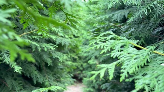 green labyrinth made from a living coniferous hedge. Green nature