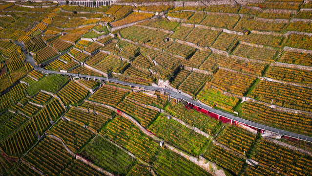 Aerial view of terraced vineyards paint the landscape in hues of green and gold, divided by stone walls and a winding road, Lavaux, Vaud, Switzerland.